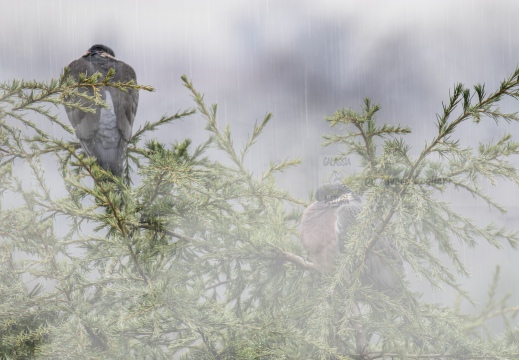 COLOMBACCIO; Wood Pigeon; Columba palumbus