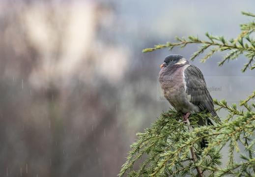 COLOMBACCIO; Wood Pigeon; Columba palumbus