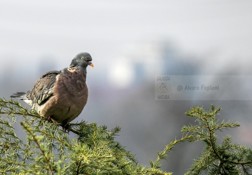 COLOMBACCIO; Wood Pigeon; Columba palumbus