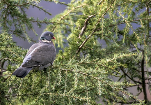 COLOMBACCIO; Wood Pigeon; Columba palumbus