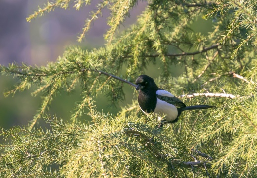 GAZZA, Magpie, Pica pica 