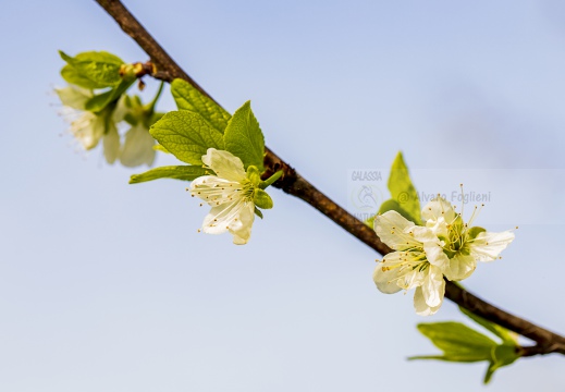 Prunus