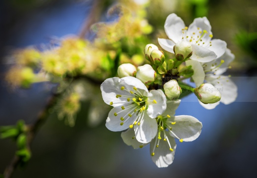 Prunus