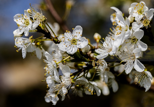 Prunus