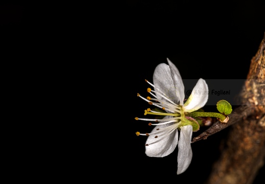 Prunus