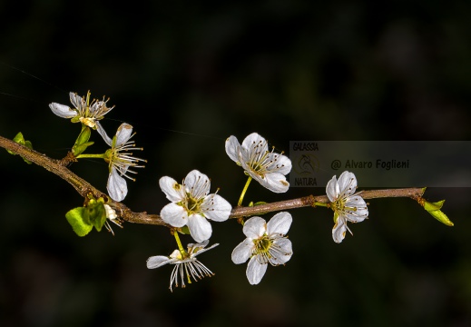 Prunus