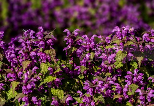 Fiori di campo IMG 1844