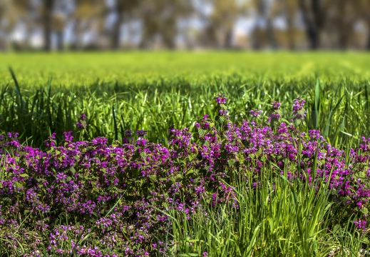 Fiori di campo IMG 1821
