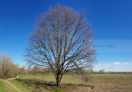 Gigante solitario