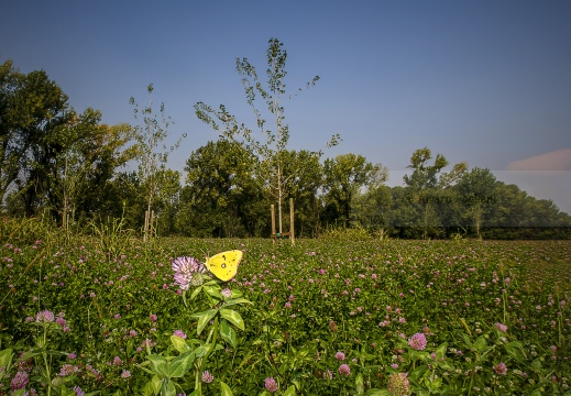 LIMONCELLA;  Colias crocea 