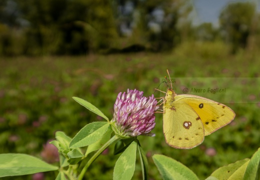 LIMONCELLA;  Colias crocea 