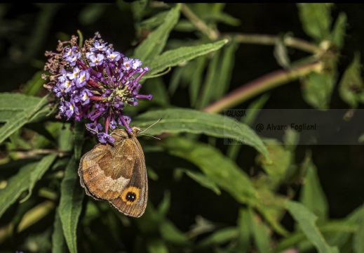 ETIOPE; Erebia aethiops   