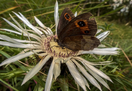 ETIOPE; Erebia aethiops   