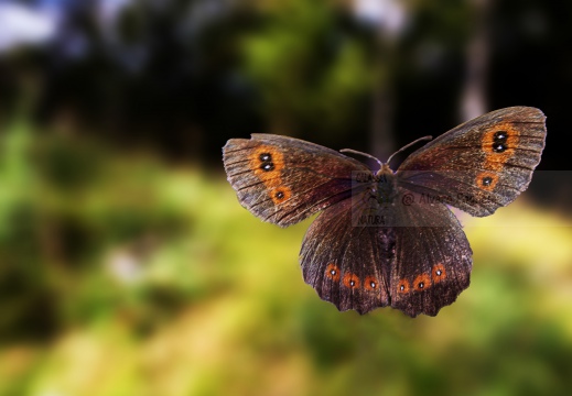 ETIOPE; Erebia aethiops  ...in volo   