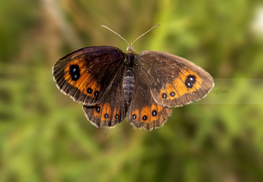 ETIOPE; Erebia aethiops  ...in volo 