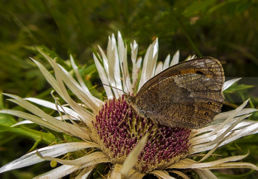 ETIOPE; Erebia aethiops   