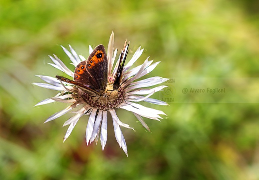 ETIOPE; Erebia aethiops   