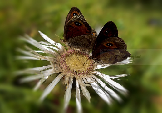 ETIOPE; Erebia aethiops   