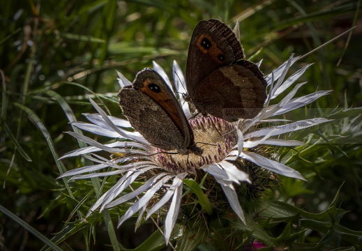 ETIOPE; Erebia aethiops   
