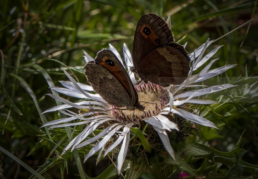 ETIOPE; Erebia aethiops   