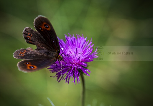 ETIOPE; Erebia aethiops   