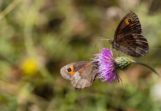 ETIOPE; Erebia aethiops   