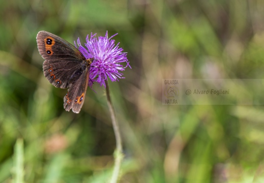 ETIOPE; Erebia aethiops   