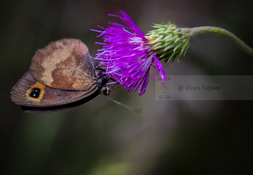 ETIOPE; Erebia aethiops   