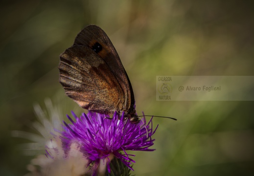 ETIOPE; Erebia aethiops   