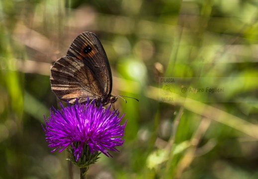 ETIOPE; Erebia aethiops   