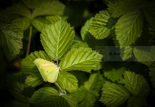 CEDRONELLA; Gonepteryx rhamni 