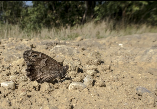  FAUNO; Hipparchia statilinus