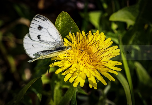 NAVONCELLA; Pieris napi