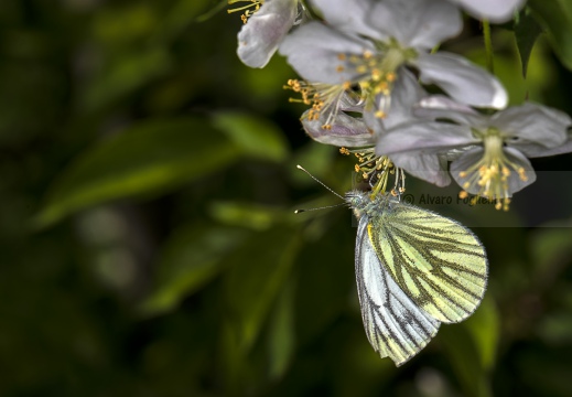 NAVONCELLA; Pieris napi