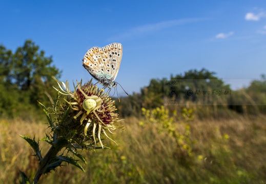 Polyommatus bellargus e Misumena vatia