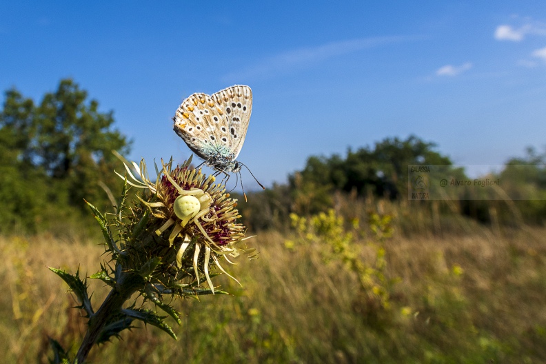 Polyommatus bellargus e Misumena vatia  IMG_6919.jpg