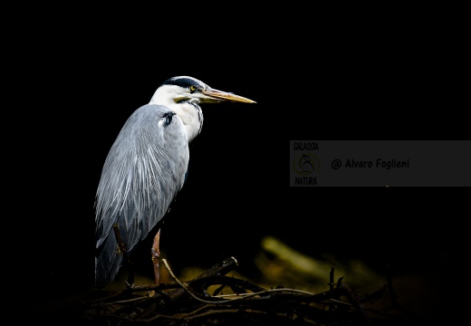 AIRONE CENERINO; Grey Heron; Héron cendré; Ardea cinerea  