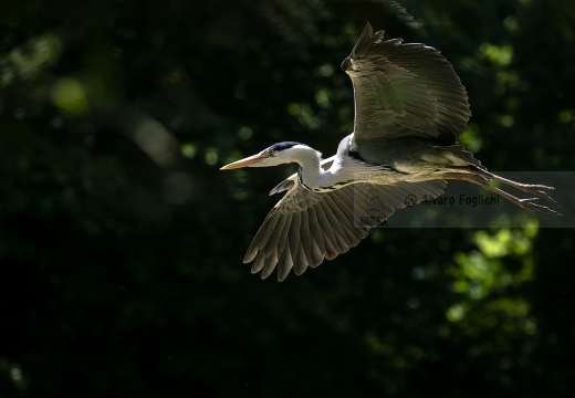 2 L'arrivo - AIRONE CENERINO - Grey Heron - Ardea cinerea 