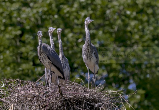 1 L'attesa - AIRONE CENERINO - Grey Heron - Ardea cinerea 