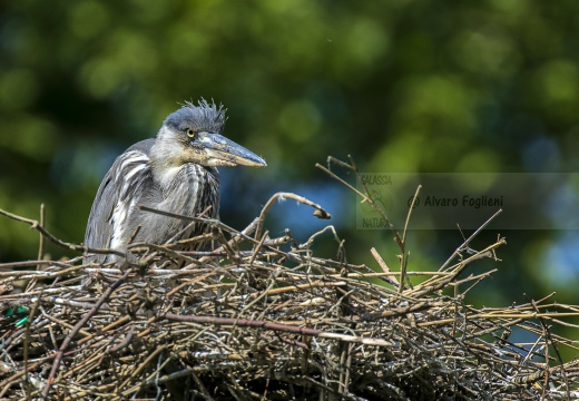 4 La digestione - AIRONE CENERINO - Grey Heron - Ardea cinerea 