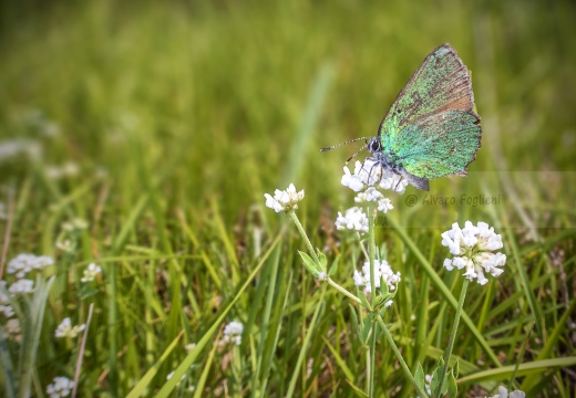 Callophrys rubi - TECLA DEL ROVO