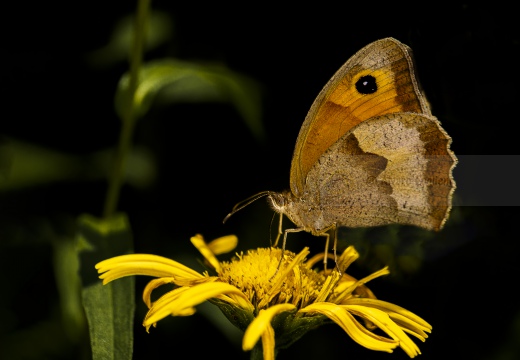 Coenonympha pamphilus - NINFA MINORE