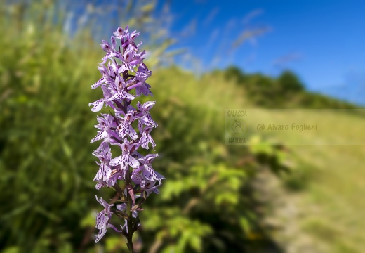 Dactylorhiza maculata supsp. maculata