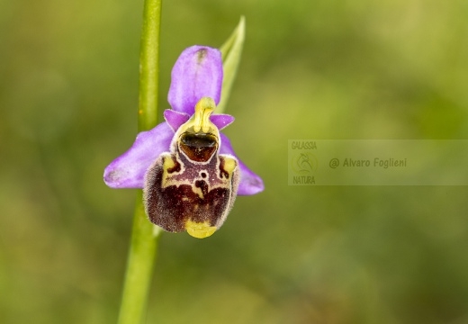 Ophrys holosericea subsp. tetraloniae (W.P. Teschner)