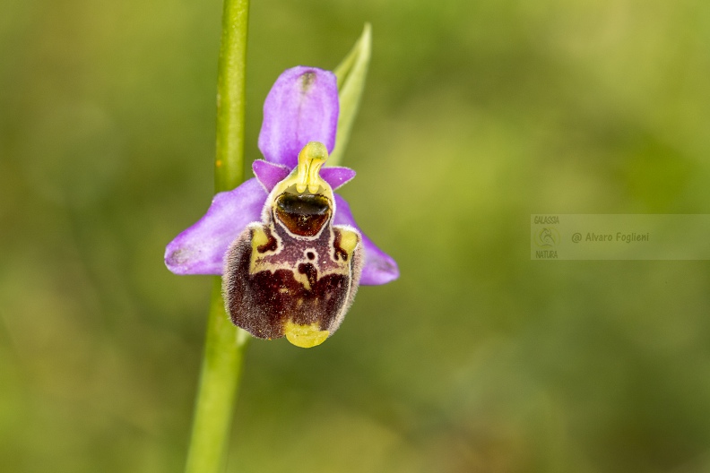 Ophrys holosericea subsp. tetraloniae (W.P. Teschner)
