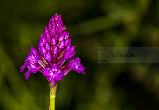 Anacamptis pyramidalis