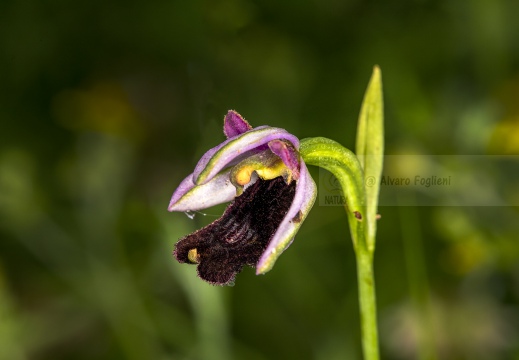 Ophrys bertolonii sub. benacensis  
