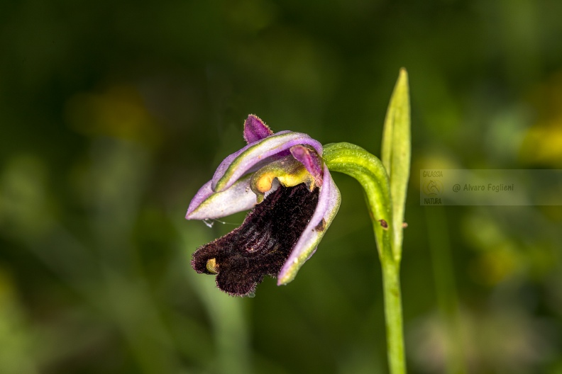 Ophrys bertolonii sub. benacensis   IMG_3431 copia.jpg