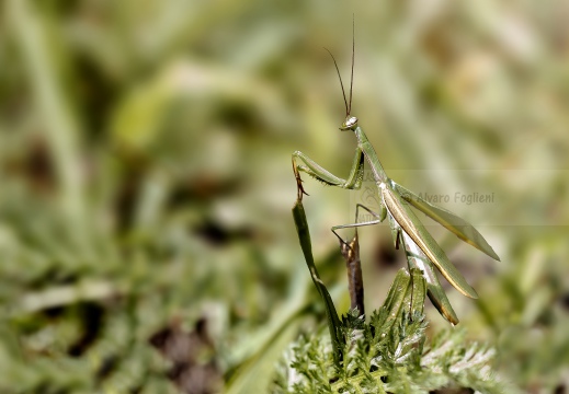 Mantide religiosa - Mantis religiosa - Praying mantis 