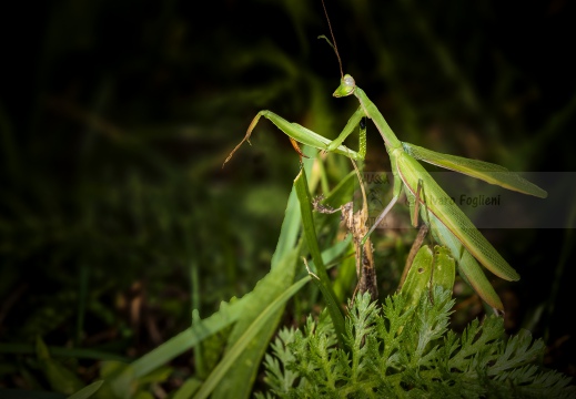 Mantide religiosa - Mantis religiosa - Praying mantis 